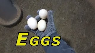 Mother Load... #38 Ducks & Winter 2016-17