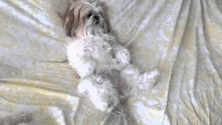 Mochi the Lazy Shih Tzu Dog