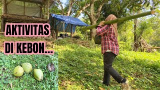 MENANAM BIBIT SALAM, MENEBANG BAMBU, DAN PETIK KELAPA MUDA