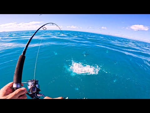 INSANE Feeding Frenzy at My Feet!