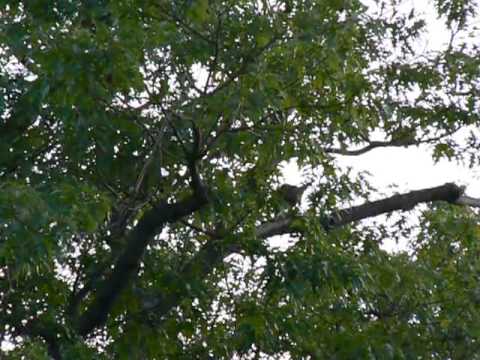 6 12013 cornell red tailed hawk big red with prey in tree, d2 ladders up, grabs prey