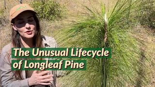 The Unique Lifecycle of Longleaf Pine 🌿