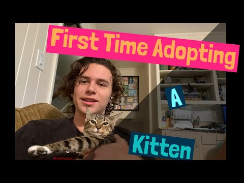 First Time Adopting a Kitten