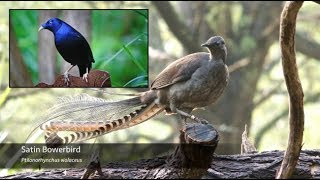 Download lagu The Superb Lyrebird - Song Breakdown mp3 Download lagu The Superb Lyrebird - Song Breakdown mp3