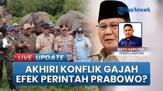 Akhiri Konflik Gajah-Manusia, Menhut Bangun Pembatas 138 Km di Way Kambas Sesuai Arahan Prabowo