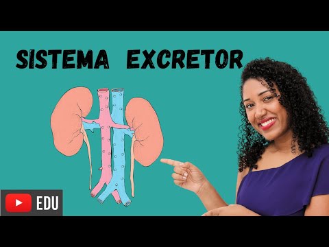 Excretory or Urinary System Class