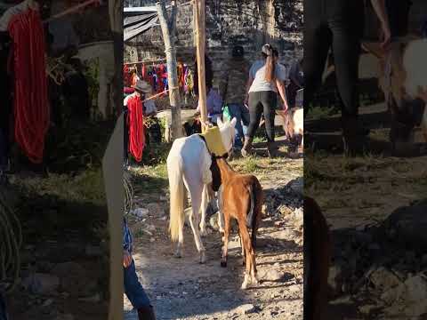 zona caballos en el tiangue de San Rafael Cedros, Cuscatlán, sábado 29 de noviembre 2025