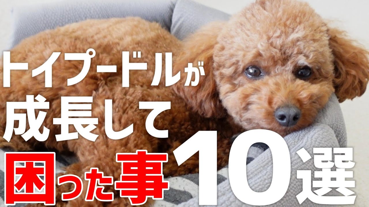 【必見】トイプードルが成長して困ること10選【成犬】