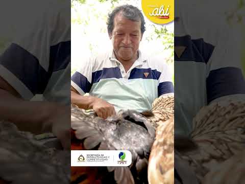 Huevos ABI: Huevos campesinos de gallinas libres y felices en Puerto Asís 🥚💛