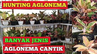 Download lagu HUNTING AGLONEMA || BANYAK JENIS AGLONEMA CANTIK mp3