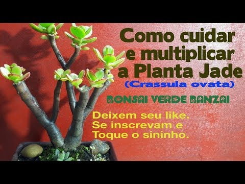 , title : 'Como cuidar e fazer mudas por folha da Planta-jade (Crassula ovata).'