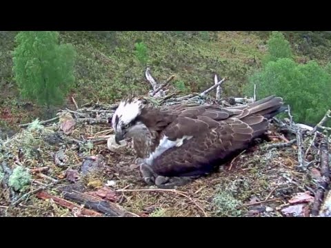 Aila the Loch Arkaig Osprey discards Chick Three's empty shell 3 Jun 2020