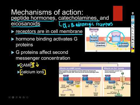 ENDOCRINE SYSTEM PART 2