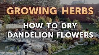 How to Dry Dandelion Flowers