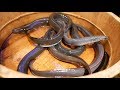 Japanese Food GRILLED EEL Seafood Barbecue Tokyo Japan