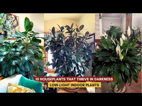 10 Houseplants That Thrive in Darkness | Low-Light Indoor Plants