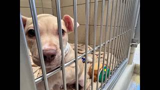 Burns Kish Humane Indiana Drive