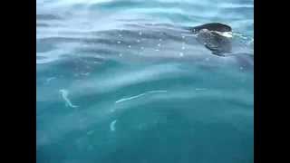 A huge whale shark swims past our boat on the Caribbean Sea