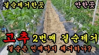 고추농사 고추2번째 곁순제거하기 곁순제거한것과 안한것의 차이점에 대해서 이야기 해보았습니다  Pepper f…