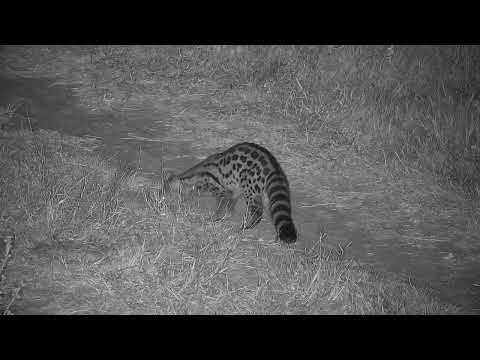 Djuma: Large-spotted Genet - 00:48 - 04/17/2023