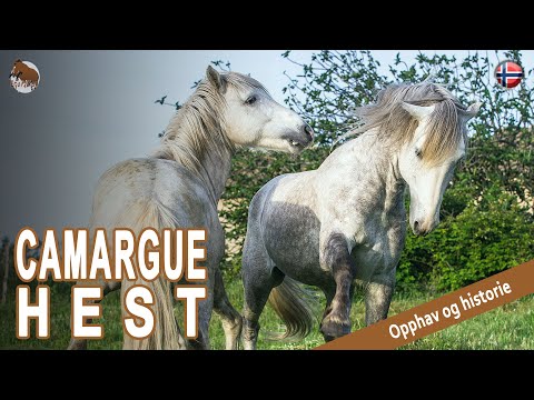 , title : 'CAMARGUE HEST, en av de siste ville hestene i Frankrike, OPPRINNELSE AV RASER'