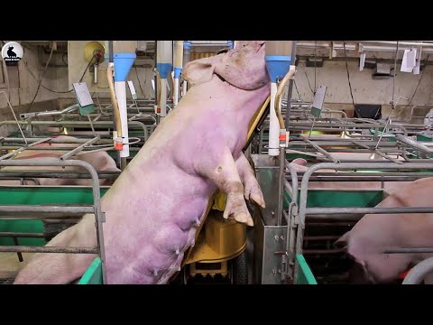 , title : 'Por eso a China sólo le gusta comer carne de cerdo - Fábrica procesamiento carne cerdo'