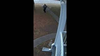 Is a dog faster than a man