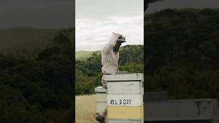 The World’s Most Expensive Honey | New Zealand's Manuka Honey 🍯 🐝