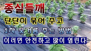 [텃밭농부 1,621]  종실들깨 튼튼히 묶어 주고 웃거름 주는 방법. 뜰깨재배