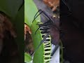 fly trap venus eat black widow before and after digestion!!!