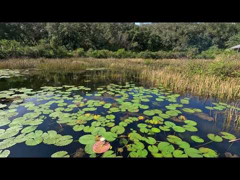 Jan 12 Long Key Natural Area, Davie (24F121.5-1.51)