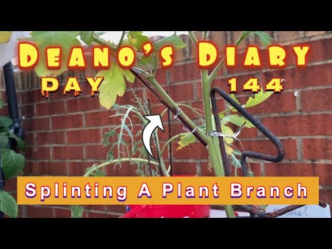 Deano’s Diary Fay 144 - Splinting A Plant Branch!