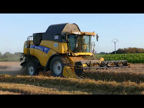 New Holland CX 8050 - wheat havest - Van Mulders