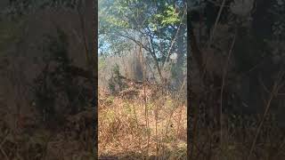 Download lagu Kebakaran hutan mp3