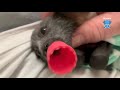 Baby flying-fox squeaks when petted:  this is Hungry Hippo