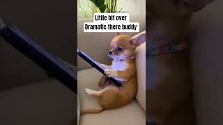 Download lagu when the drama hit life #funny #comedy #reels #shortvideo #tiktok #youtubeshorts #shorts #fyp mp3