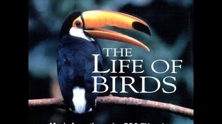 The Life of Birds Soundtrack (1998) - Ian Butcher &amp; Steven Faux