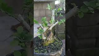 Download lagu SERUT BOGEL KROPOS BAKALAN BONSAI THE MAX mp3 Download lagu SERUT BOGEL KROPOS BAKALAN BONSAI THE MAX mp3