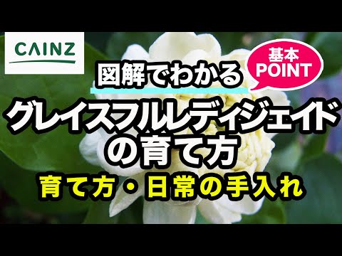 ジャスミンを屋内で栽培する 侵入性を高める 剪定する 建築的形状を維持する