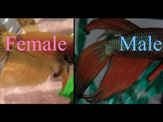 How to Sex your Veiltail Betta - Male or Female?