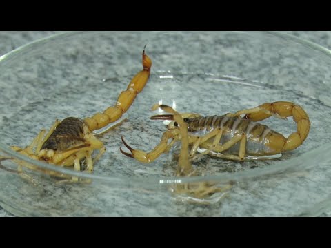 Rio Claro registra casos de picadas por escorpiões
