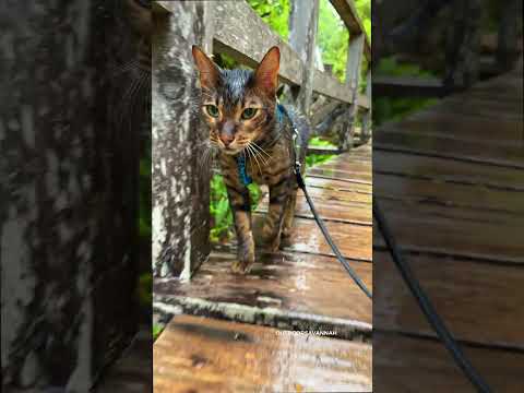 Raja HATES rain 😾 #cat