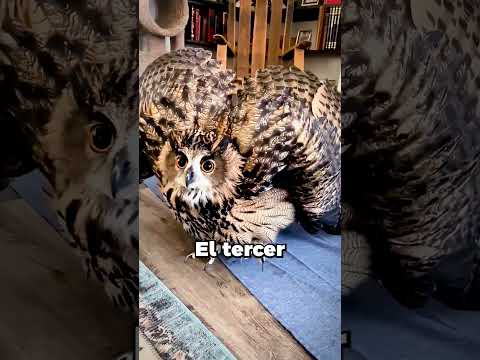 NADIE SABIA ESTO DE LOS BUHOS