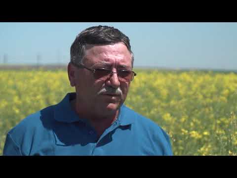 Rapita DEKALB in ferma Grain Sistem Service SRL - interviu Pavel Ionel