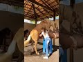 Shorts Viral Girl Help Horse Sex Shortfeed