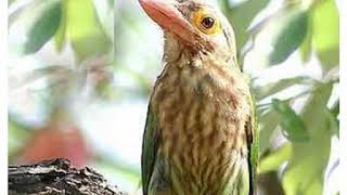 Download lagu suara burung takur bultok gacor mp3