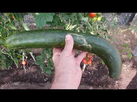 Riesen Gurke im Garten geerntet, schaut den Abspann an