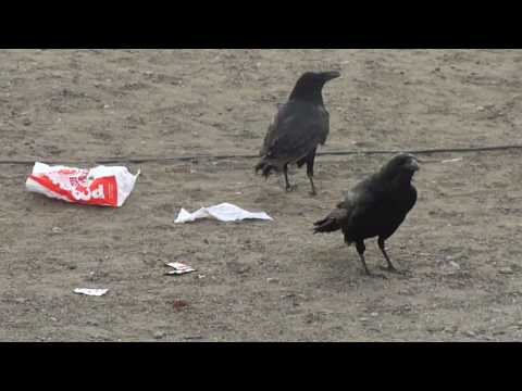 Popeye's Chicken Search Frenzy