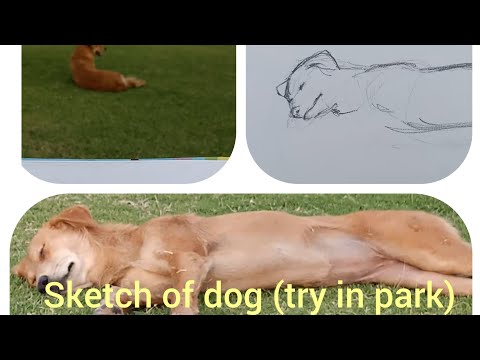 live sketch of dog