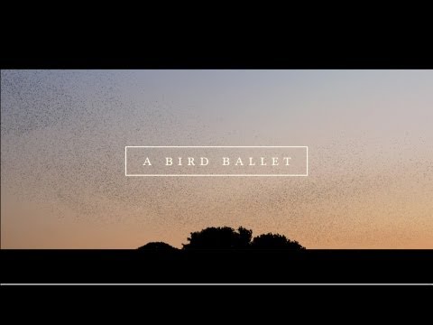 A Bird Ballet - Beautiful!